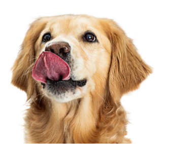 Treat yourself (and your pup!)