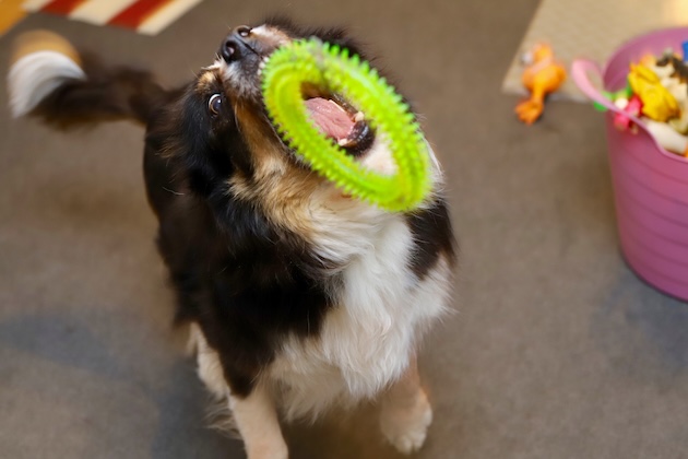 Best Ways to Keep a Dog Entertained Indoors