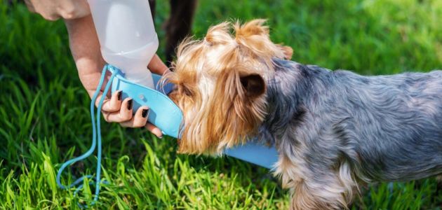 Dog essential vitamins