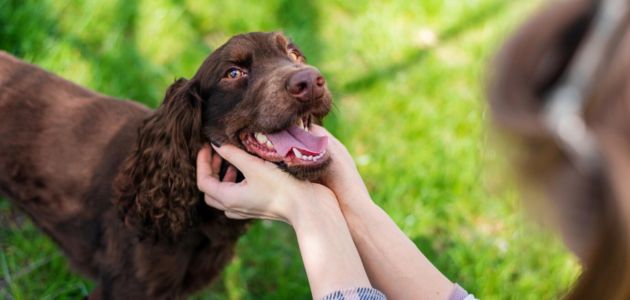 Dental care for dogs