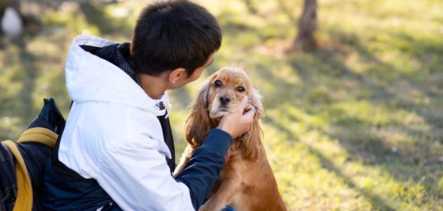 dog training for obedience