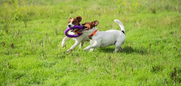 energy supplements for dogs