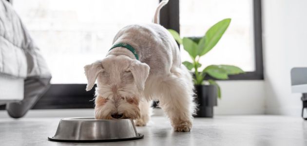 dog weight management