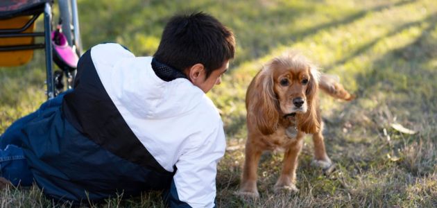 dog calming and anxiety solution
