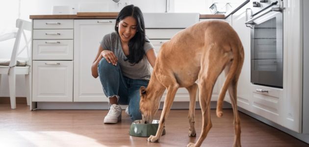 Struggling with a picky eater? Explore the best dog food options designed to satisfy even the most selective dogs with palatable and appetizing choices.