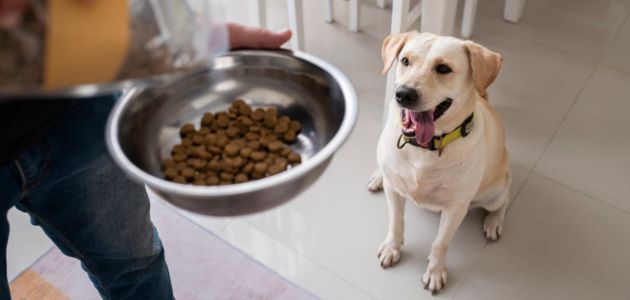 Homemade dog food recipes