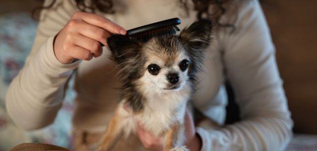 Dog Shedding Solutions: Tips for Managing Excessive Fur Loss