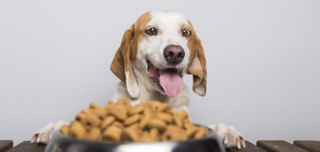 Best dog food for adult dogs
