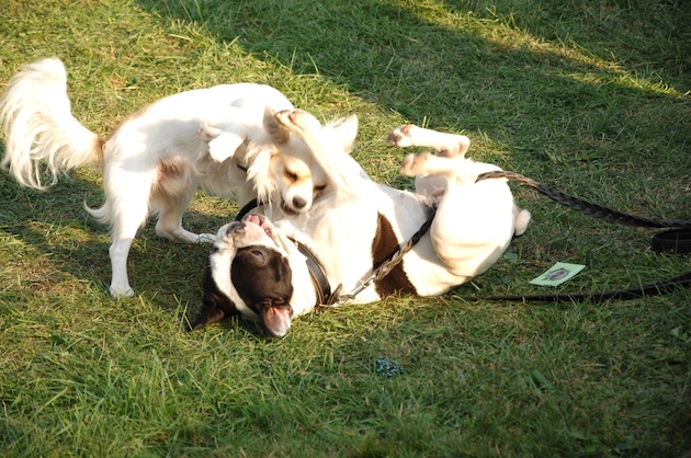 How to Introduce a New Pet to Your Dog: A Step-by-Step Guide