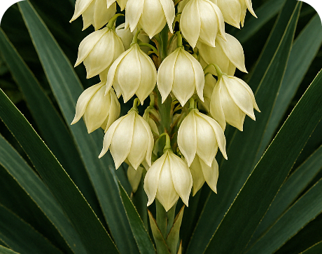 Diatomaceous Earth & Yucca