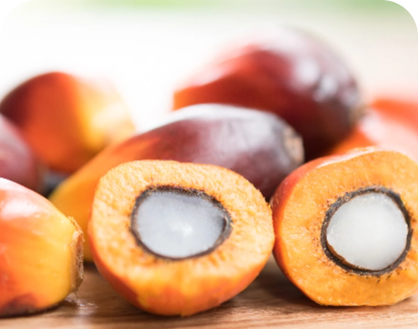 Palm Fat & Phospholipids