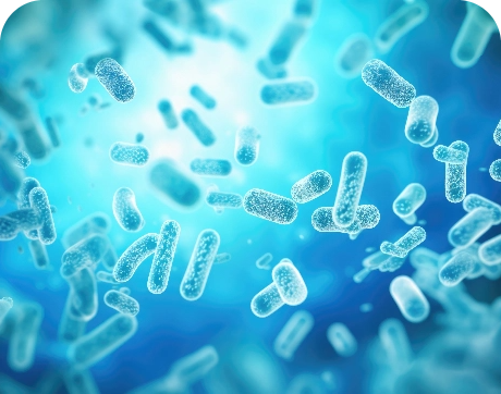 Probiotics & Nutrient Absorption