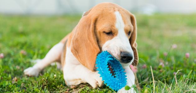 How Calcium Supports Bone Strength and Puppy Development