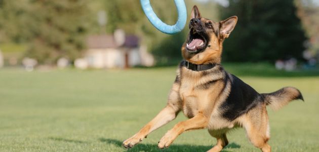 Best Joint Supplements for Large Breeds: Keeping German Shepherds Active