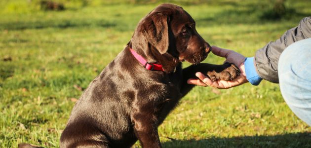 Best Online Options for Dog Joint Supplements in the Philippines