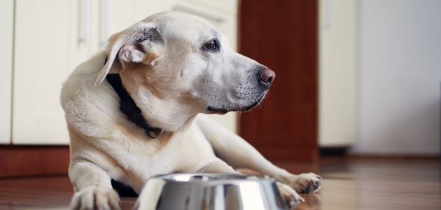 Healthy Treat Options for Senior Labradors: Supporting Digestion and Energy