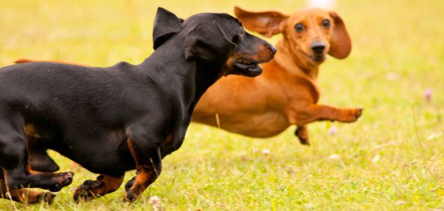 Joint Health Tips for Small Breeds: Preventing Pain in Dachshunds